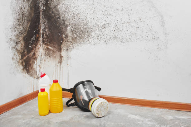 Best Emergency Mold Removal  in Nashville, MI