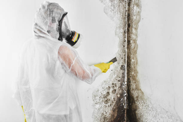 Best Crawl Space Mold Removal  in Nashville, MI