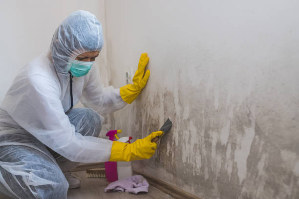 Trusted Nashville, MI Mold Removal Experts