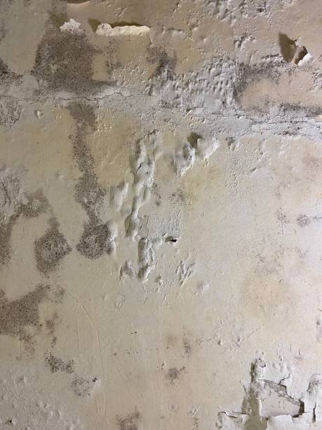 Best Certified Mold Removal  in Nashville, MI