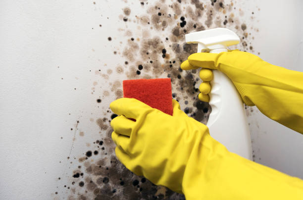 Best Mold Remediation  in Nashville, MI