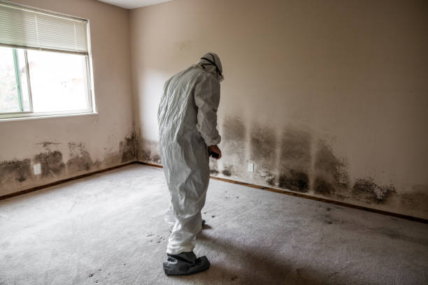 Best Mold Cleaning Services  in Nashville, MI